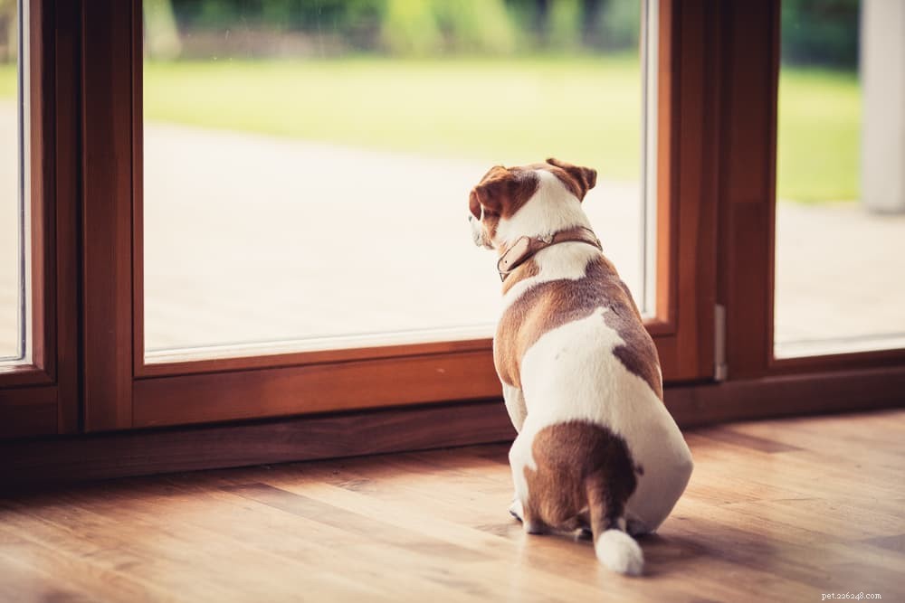 Why Your Dog Barks When You Leave: Causes, Insights, and Solutions