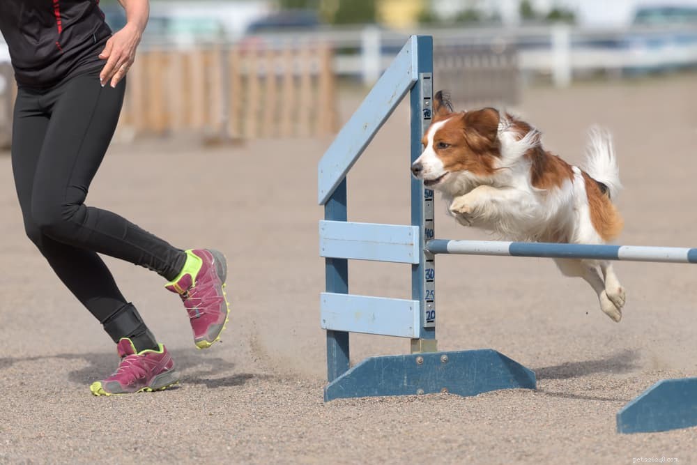 Does Your Anxiety Affect Your Dog? Learn How to Protect Both of You