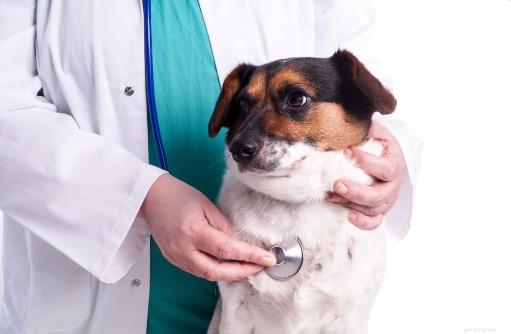 When an Adult Dog Starts Soiling: Signs, Causes, and Solutions for Senior Canines