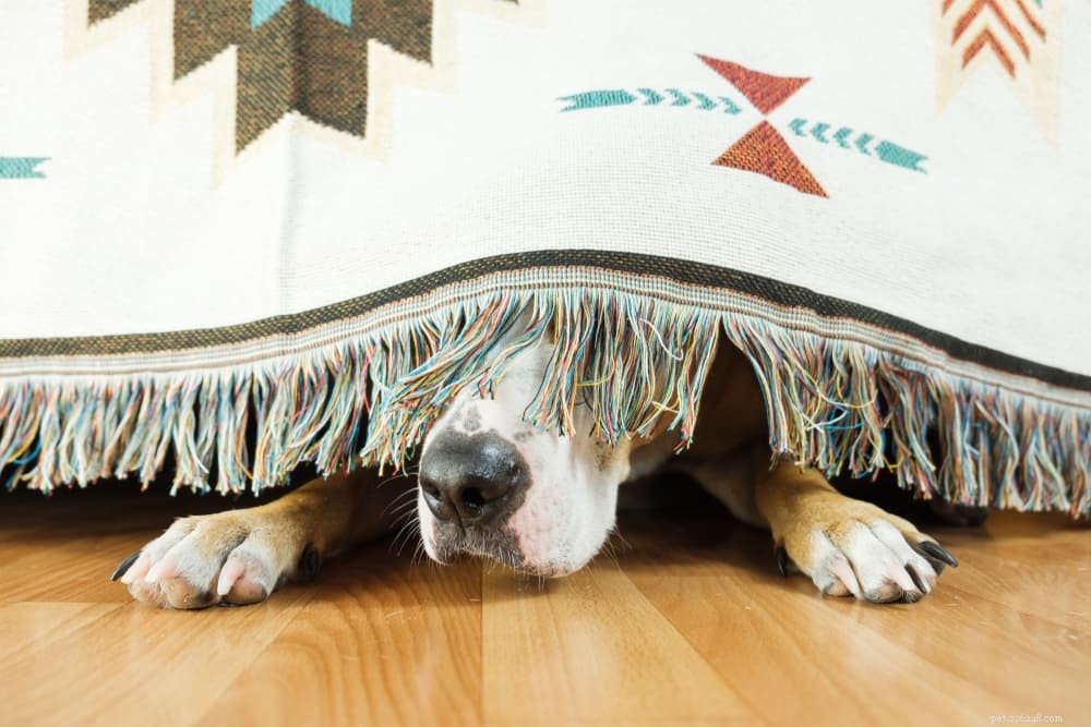 Understanding Your Dog s Fear of Thunder: Causes, Symptoms, and Solutions