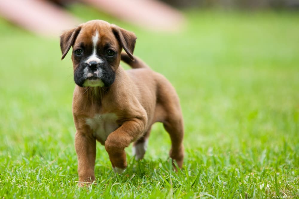 Dog Burping Explained: When It s Normal and When It Signals Health Issues