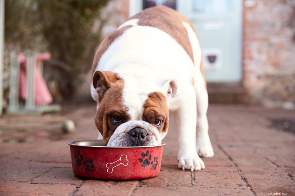 Dog Burping Explained: When It s Normal and When It Signals Health Issues