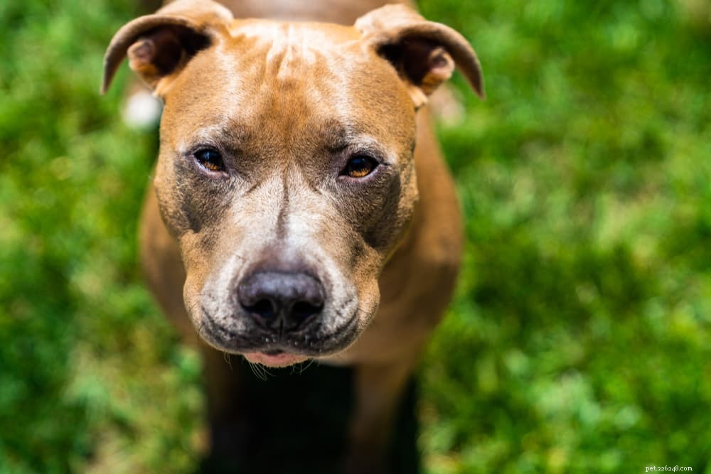 Dog Burping Explained: When It s Normal and When It Signals Health Issues