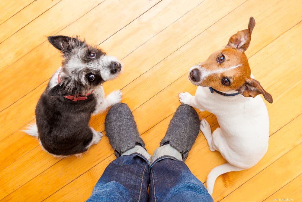 Why Does Your Dog Follow You? 6 Key Reasons