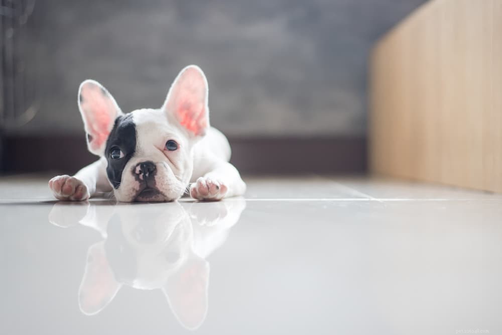 Why Does Your Dog Follow You? 6 Key Reasons