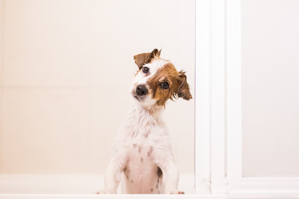 Why Does Your Dog Follow You? 6 Key Reasons