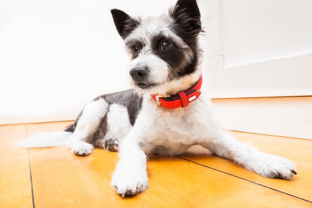 Why Does Your Dog Follow You? 6 Key Reasons