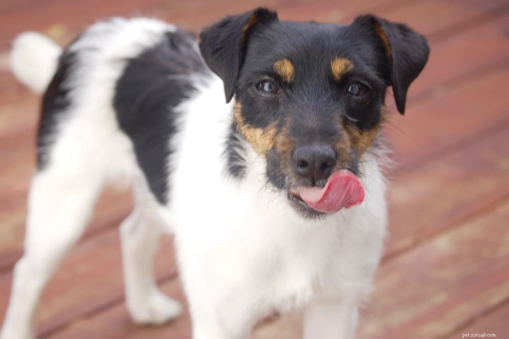 What Does It Mean When Your Dog Licks Its Lips?