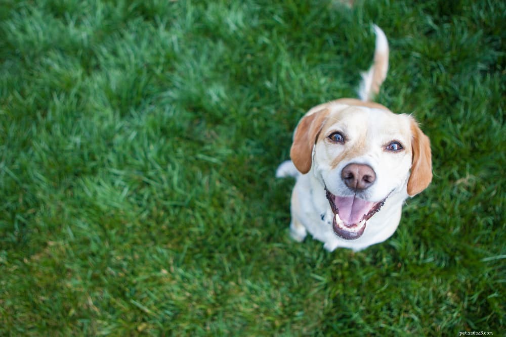 How Fear Drives Aggression in Dogs: A Comprehensive Guide