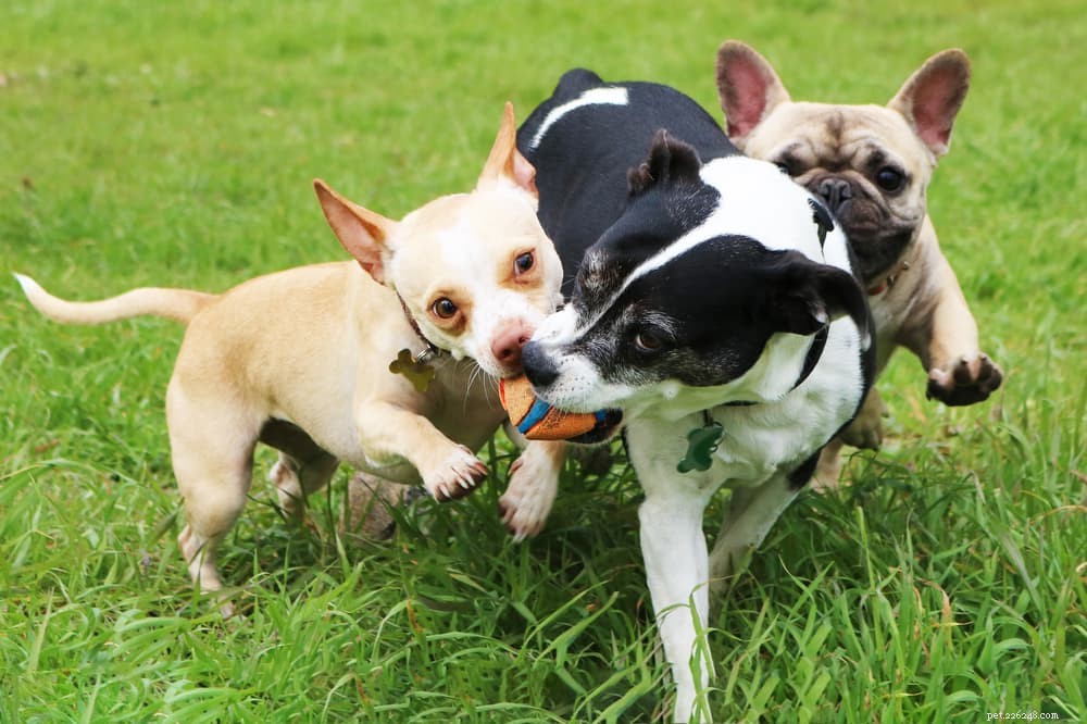 What Causes Dog Sneezes? Signs, Symptoms, and When to Seek Vet Care