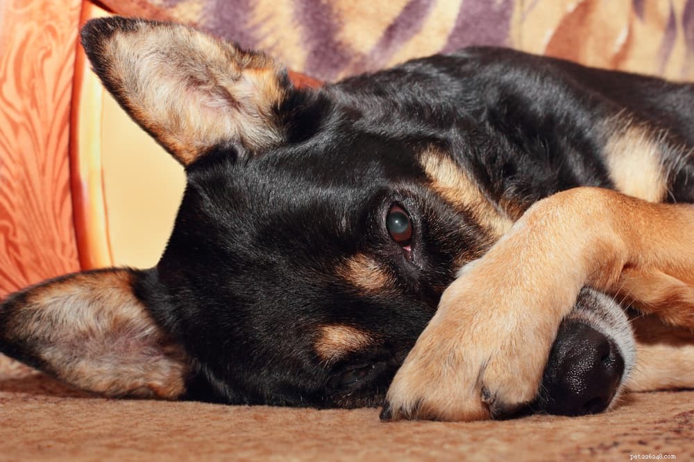 What Causes Dog Sneezes? Signs, Symptoms, and When to Seek Vet Care