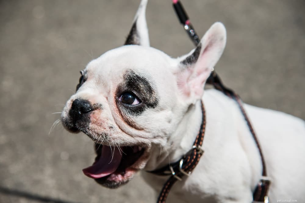 What Causes Dog Sneezes? Signs, Symptoms, and When to Seek Vet Care