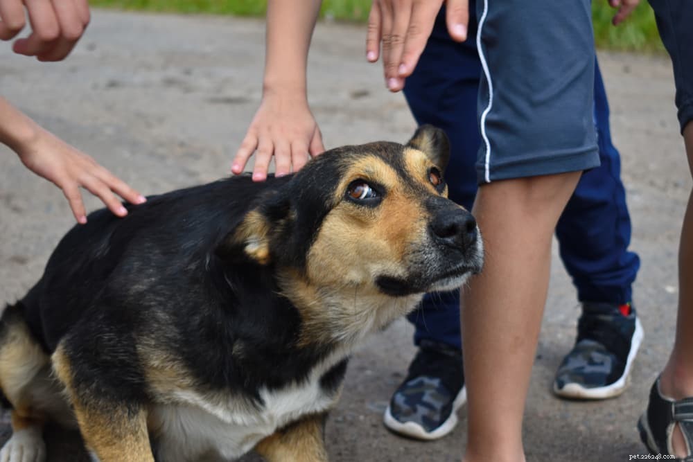 16 Proven Signs Your Dog Is Experiencing Stress