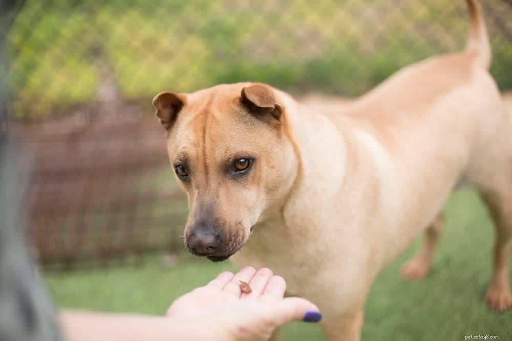 16 Proven Signs Your Dog Is Experiencing Stress
