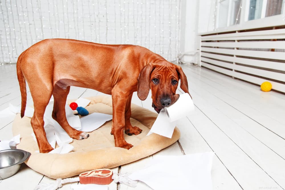16 Proven Signs Your Dog Is Experiencing Stress