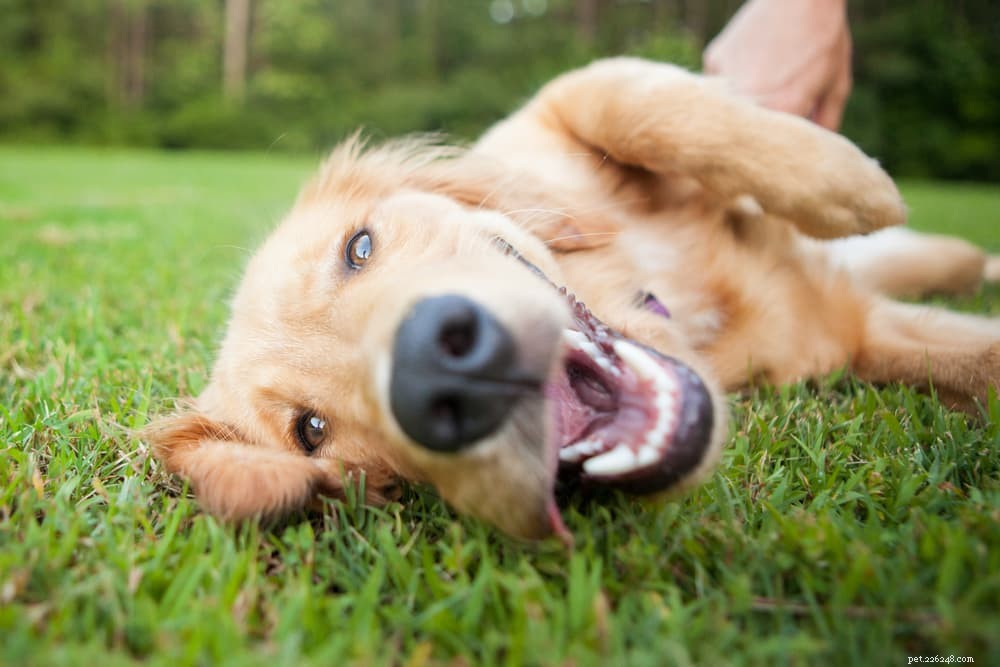 Master Your Dog’s Body Language: A Pro’s Guide to Understanding Canine Signals
