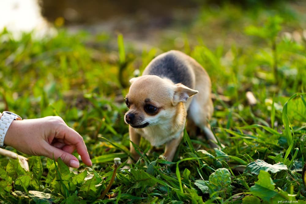 Master Your Dog’s Body Language: A Pro’s Guide to Understanding Canine Signals