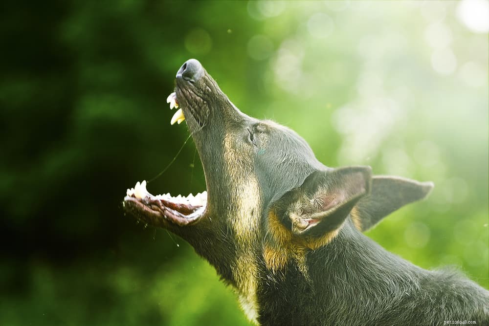 Master Your Dog’s Body Language: A Pro’s Guide to Understanding Canine Signals