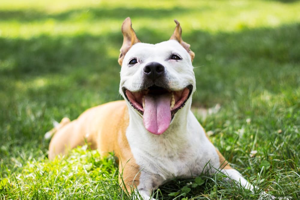 Master Your Dog’s Body Language: A Pro’s Guide to Understanding Canine Signals