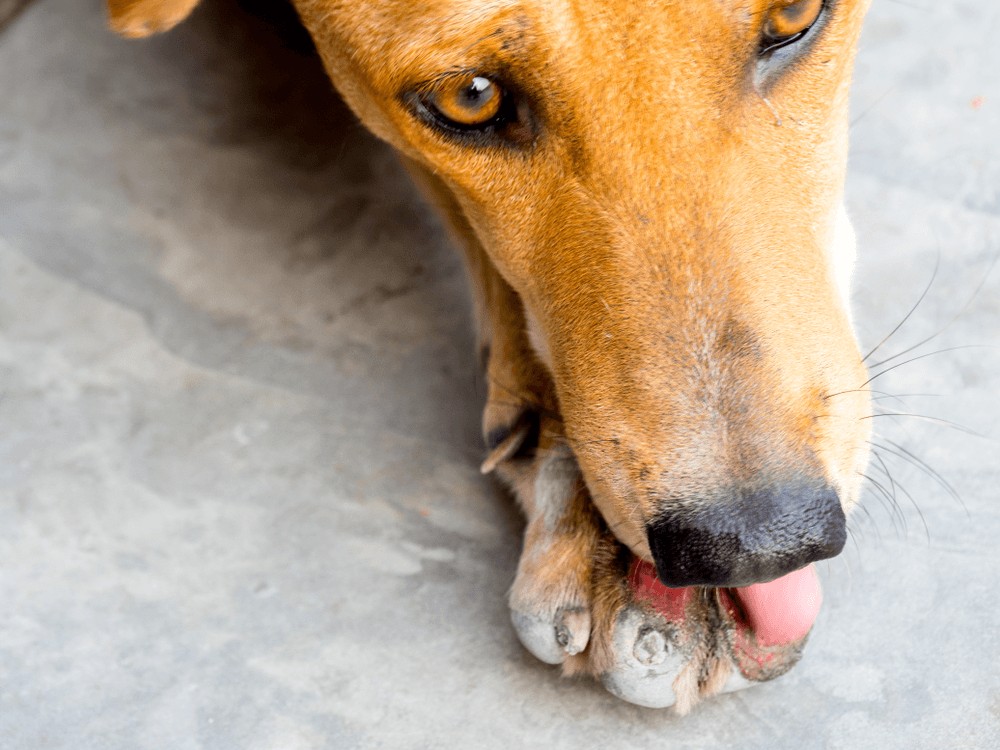 What Causes Constant Licking in Dogs? A Vet’s Guide
