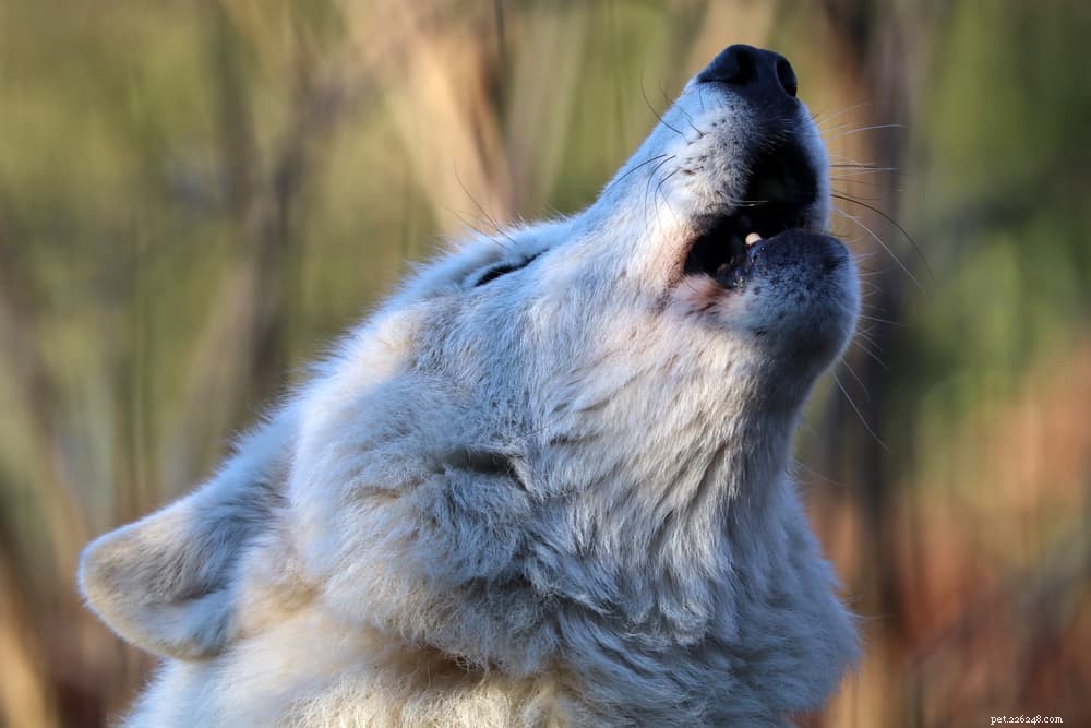 Why Dogs Howl at Emergency Sirens: The Science Behind the Sound
