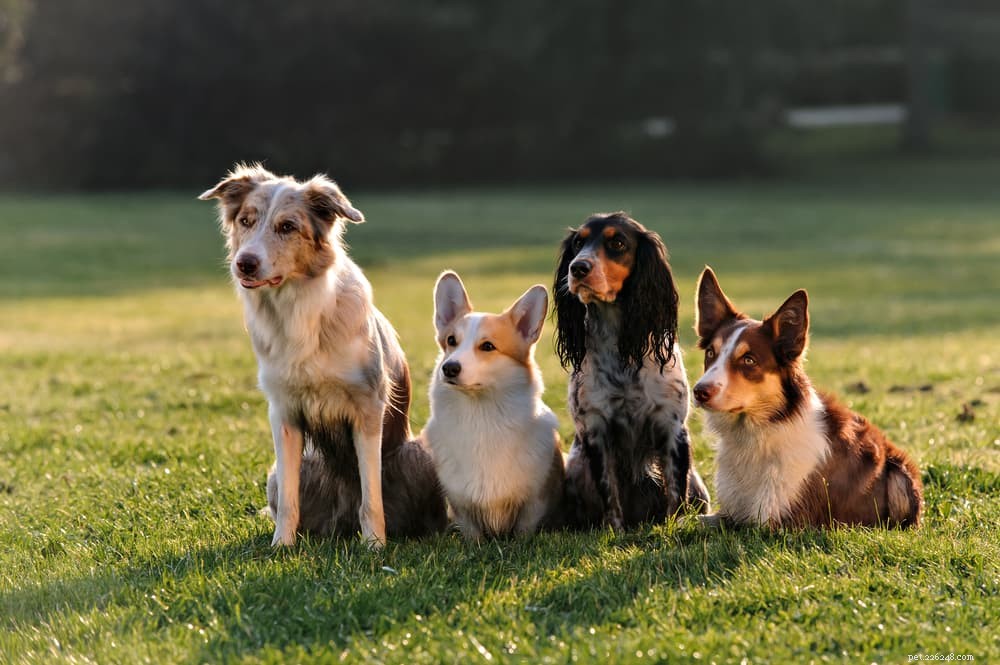 Why Dogs Howl at Emergency Sirens: The Science Behind the Sound
