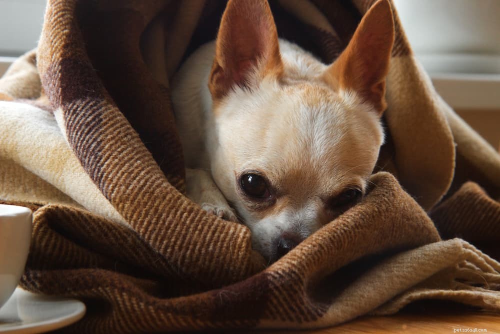 Why Dogs Howl at Emergency Sirens: The Science Behind the Sound