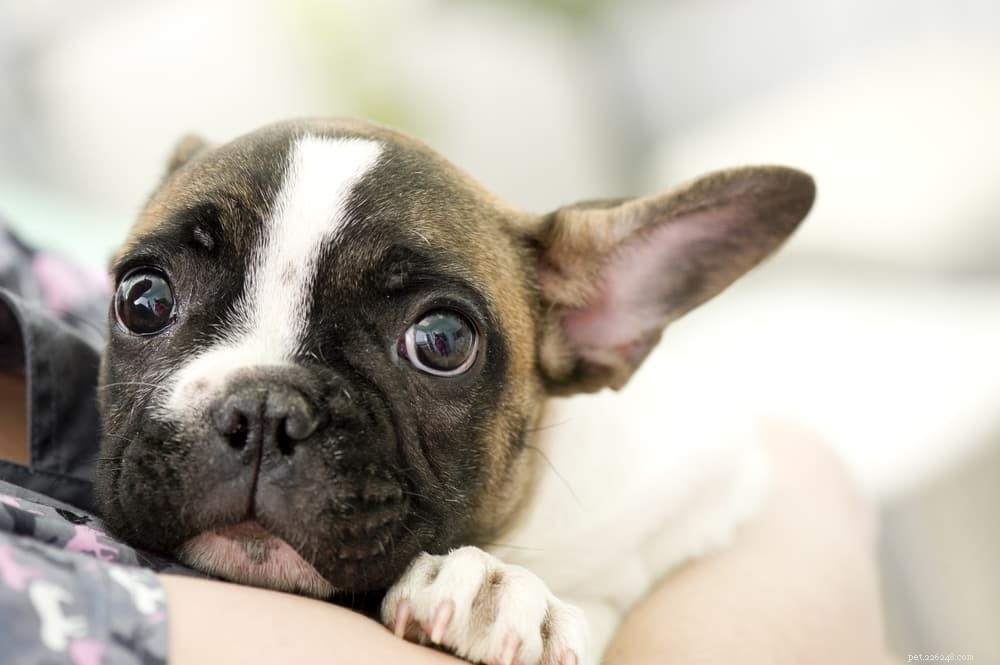 Do Dogs Truly Enjoy Hugs? Expert Insights and Misconceptions