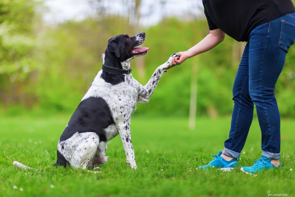 Do Dogs Truly Enjoy Hugs? Expert Insights and Misconceptions