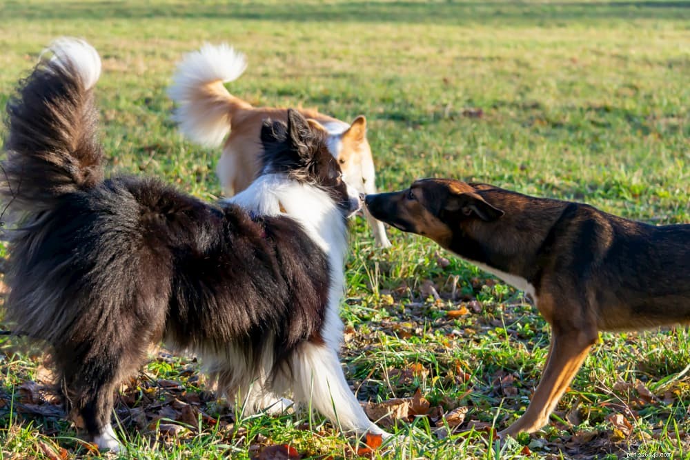 Understanding Dog Hackles: Causes, Meaning, and Owner Guidance