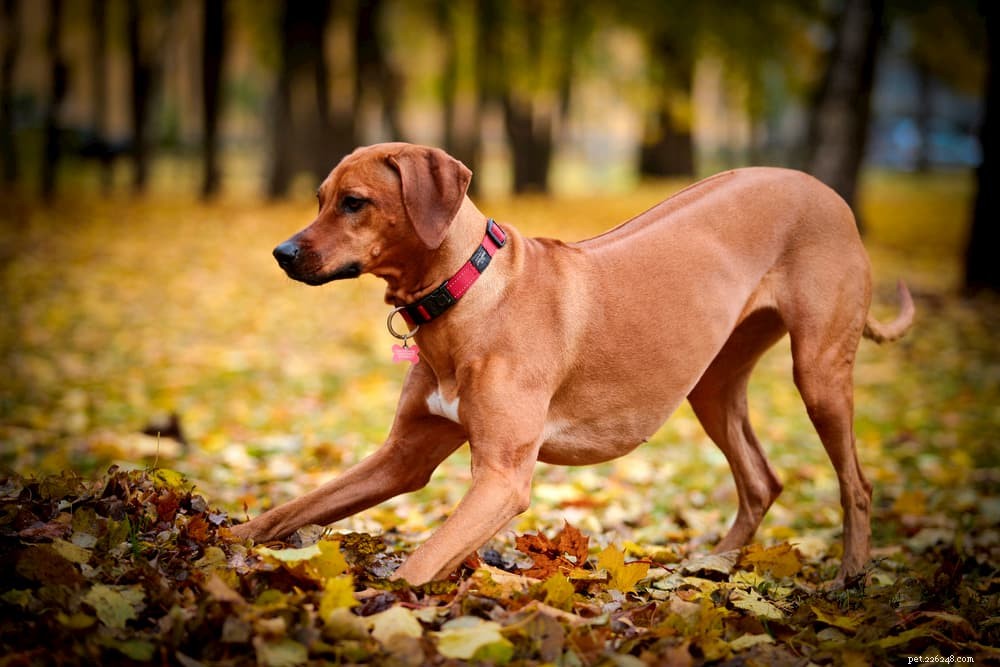 Understanding Dog Hackles: Causes, Meaning, and Owner Guidance