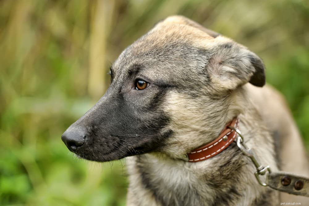 Understanding Dog Hackles: Causes, Meaning, and Owner Guidance