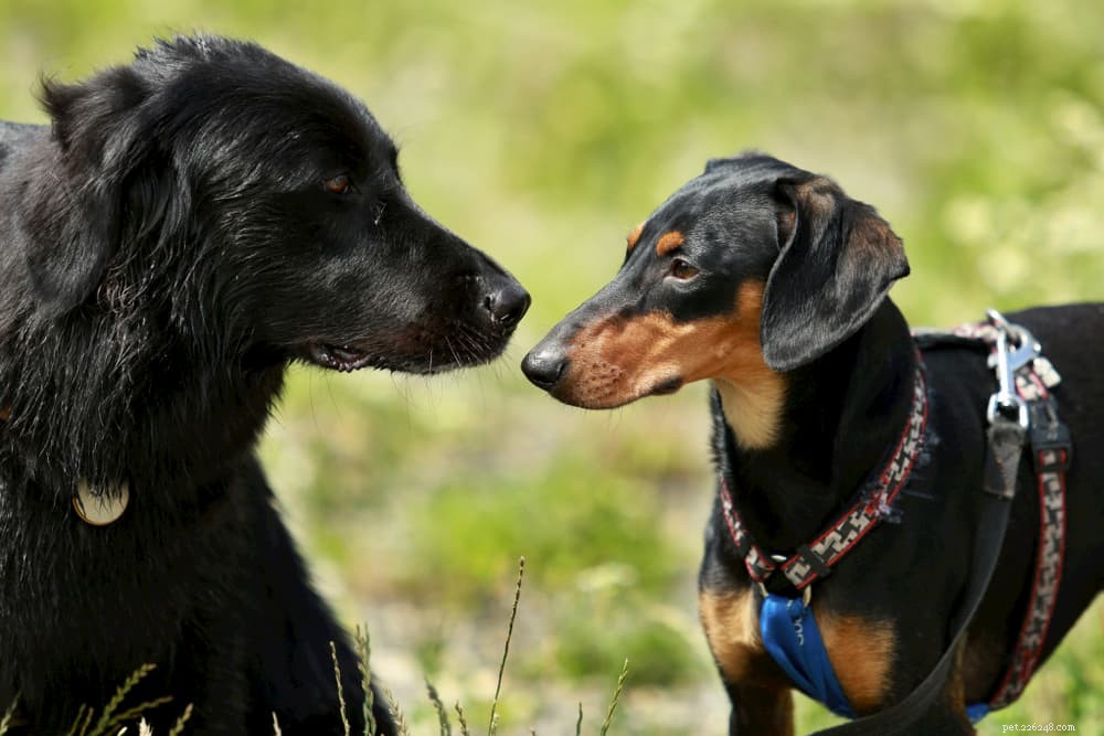 Understanding Dog Hackles: Causes, Meaning, and Owner Guidance