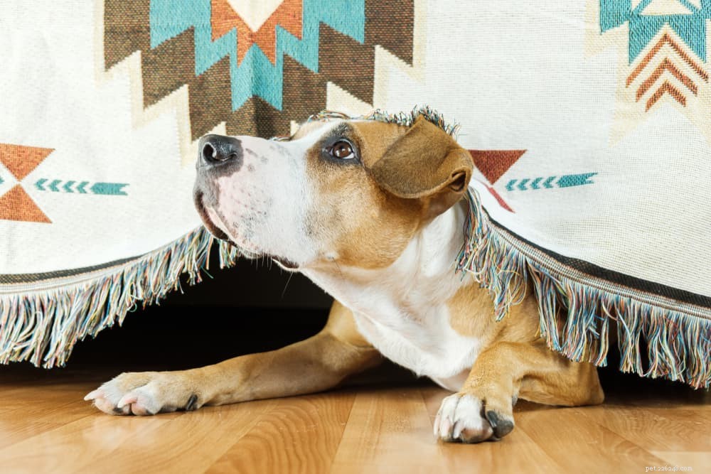 12 Noises That Shock Dogs: Why They Fear Sound and How to Calm Them