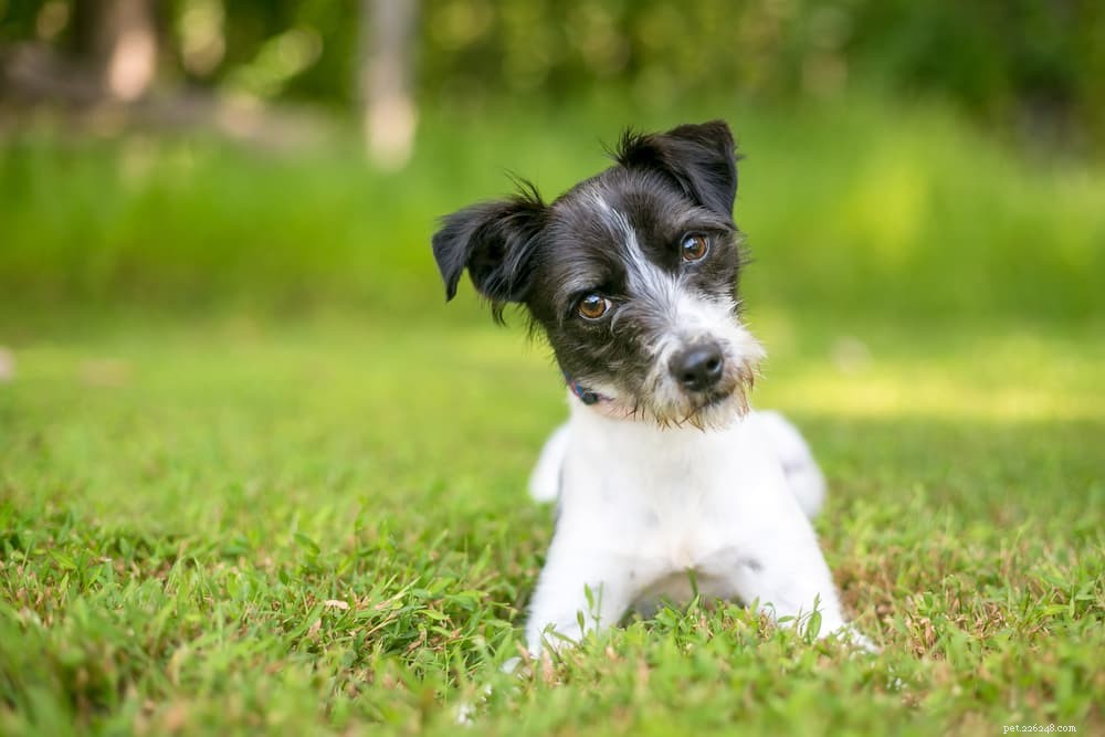 12 Noises That Shock Dogs: Why They Fear Sound and How to Calm Them