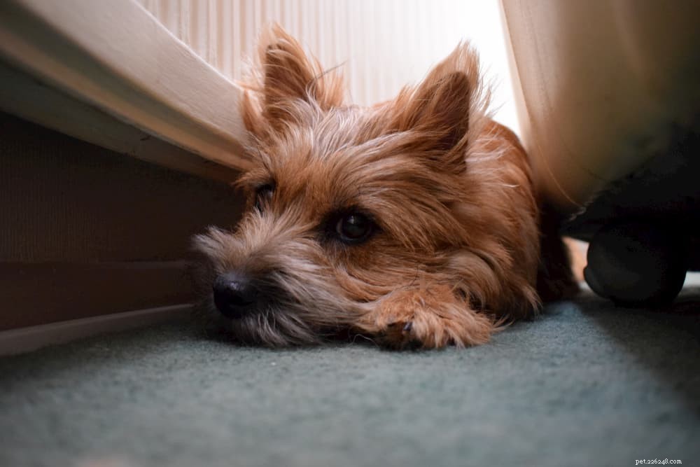 12 Noises That Shock Dogs: Why They Fear Sound and How to Calm Them