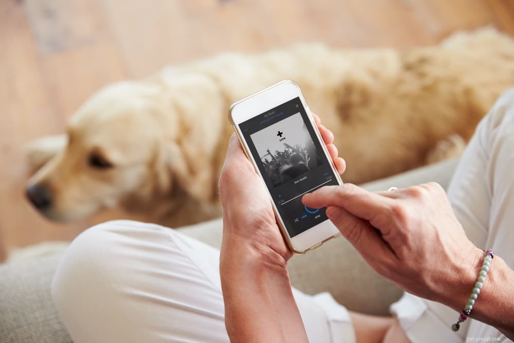 12 Noises That Shock Dogs: Why They Fear Sound and How to Calm Them