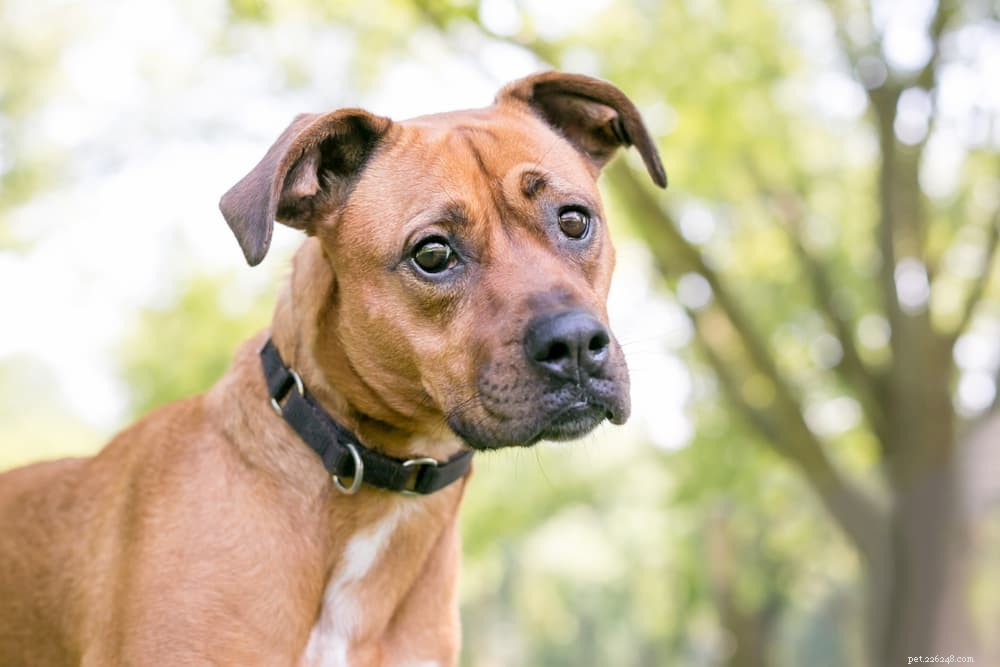 12 Noises That Shock Dogs: Why They Fear Sound and How to Calm Them