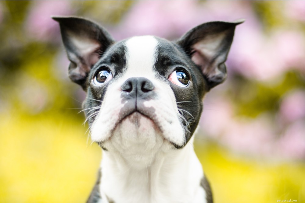 Debunking the Myth: Dogs See Colors—A Scientific Perspective