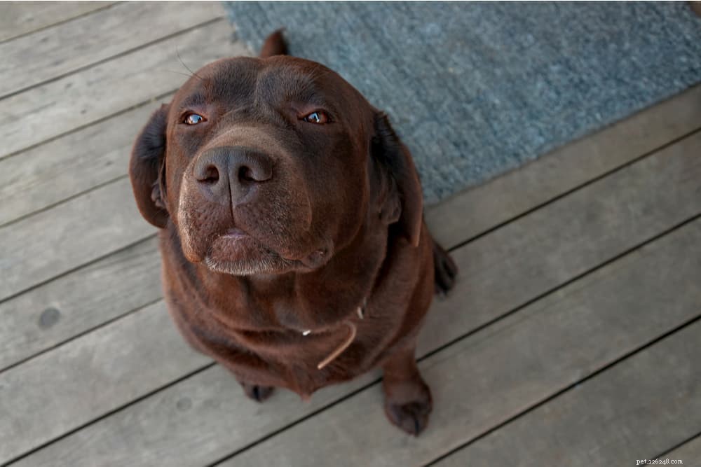 Debunking the Myth: Dogs See Colors—A Scientific Perspective