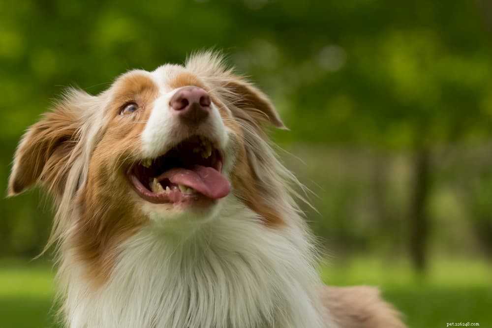 Debunking the Myth: Dogs See Colors—A Scientific Perspective