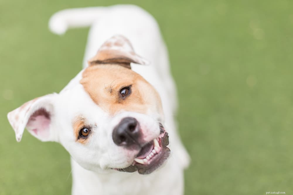 Debunking the Myth: Dogs See Colors—A Scientific Perspective
