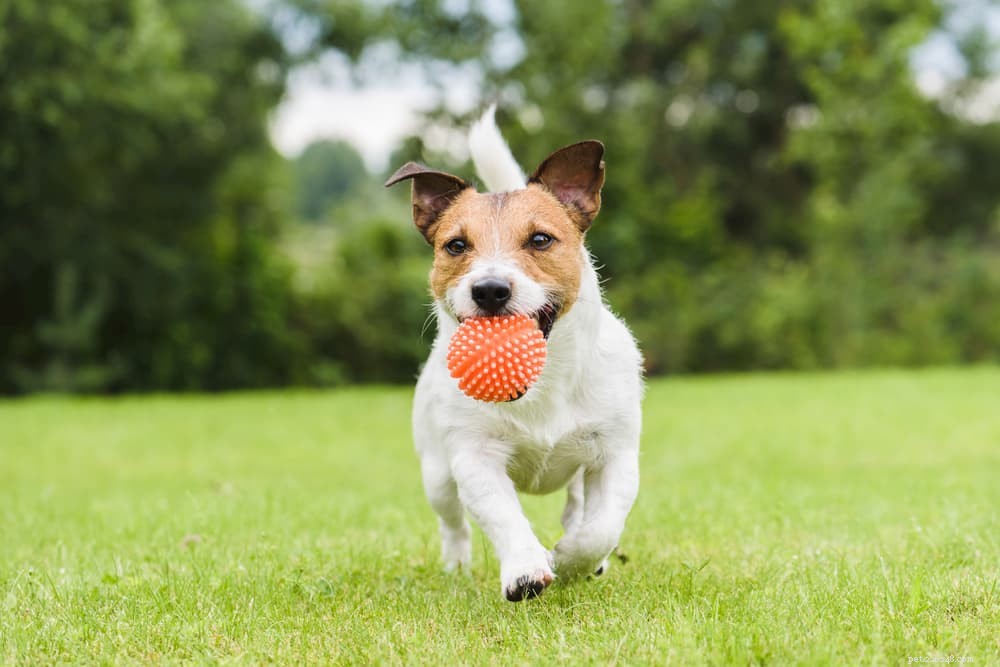 Debunking the Myth: Dogs See Colors—A Scientific Perspective