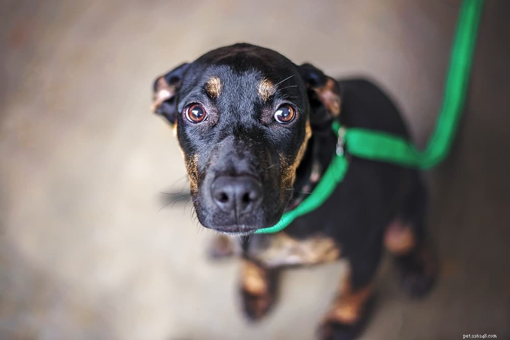 Do Dogs Experience Panic Attacks? Signs & Solutions