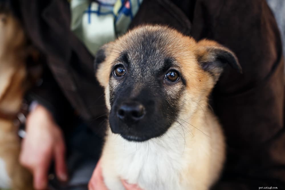 Do Dogs Experience Panic Attacks? Signs & Solutions