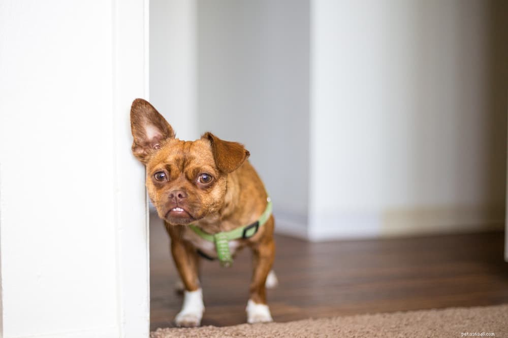 Do Dogs Experience Panic Attacks? Signs & Solutions