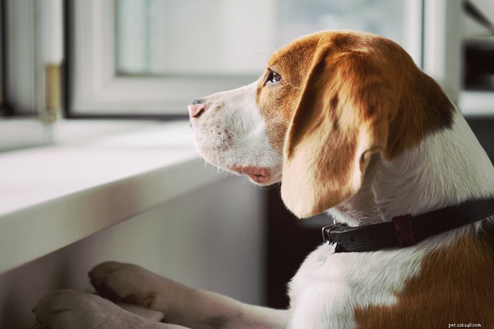 Effective Dog Separation Anxiety Training: Proven Techniques & Expert Tips