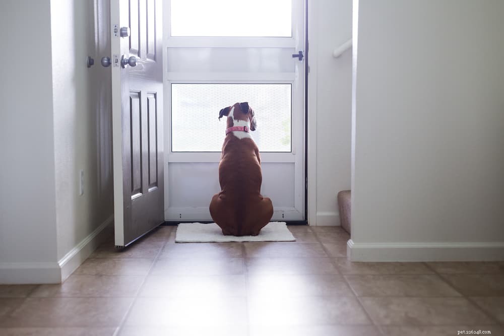 Effective Dog Separation Anxiety Training: Proven Techniques & Expert Tips