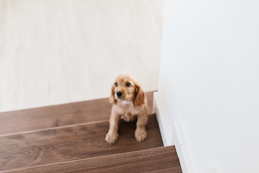Decoding Canine Fear Phases: A Guide for Dog Owners