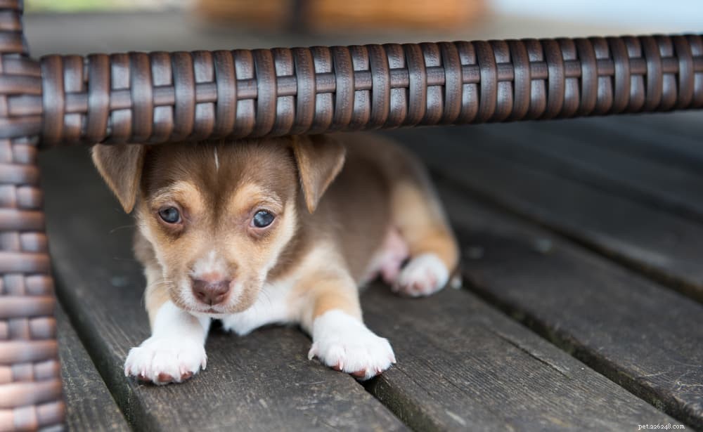 Decoding Canine Fear Phases: A Guide for Dog Owners